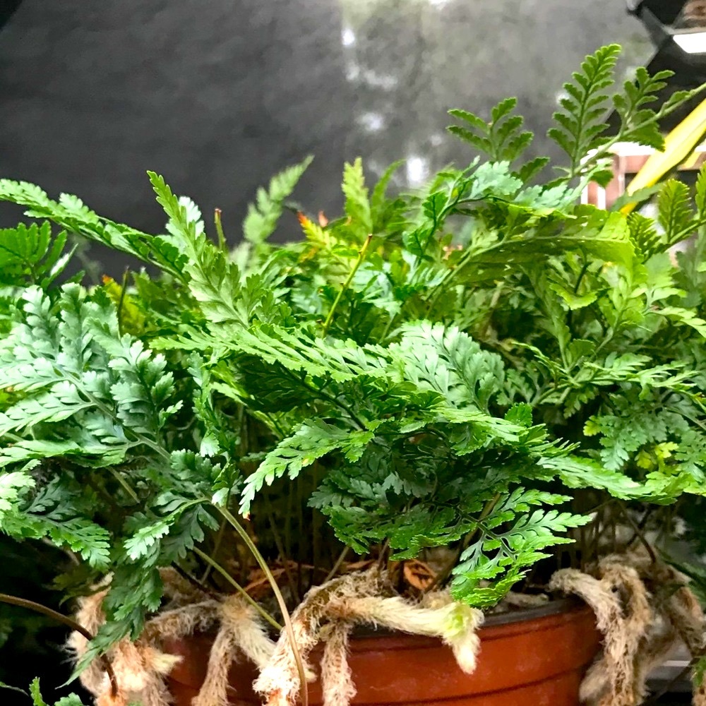 Meet your Posher, Finding South